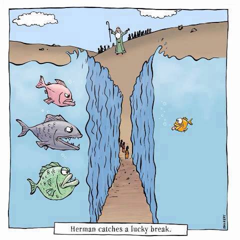 1010319_480134255408795_813239142_n