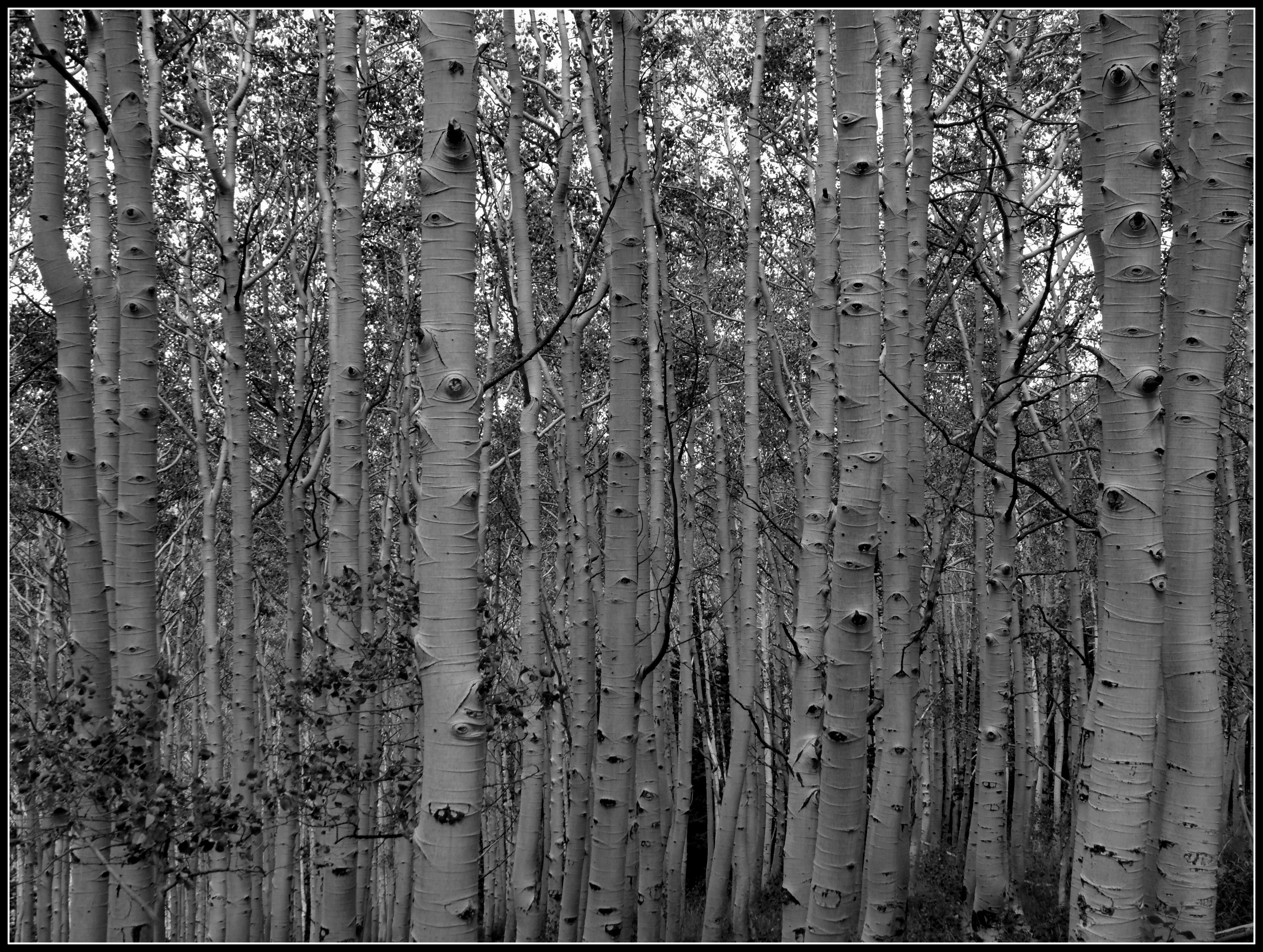 aspen-trunks-bw.jpg